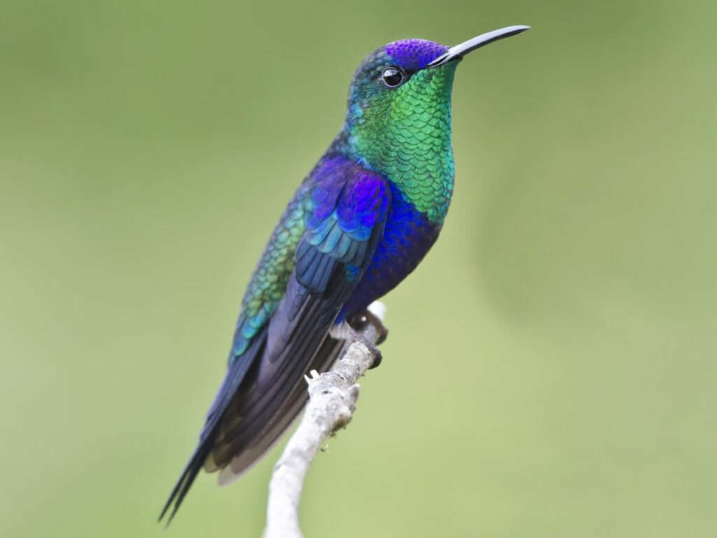 Colibri esmeralda