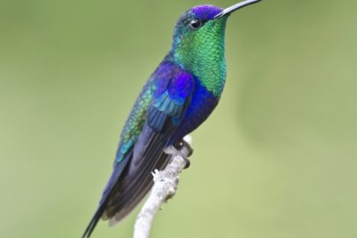 Colibri esmeralda