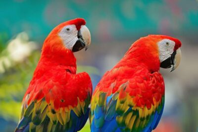 Guacamaya Roja , Honduras