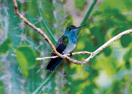 Colibri esmeralda