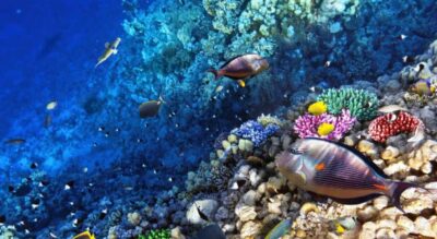 Arrecifes de Coral de Honduras