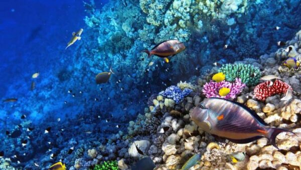 Arrecifes de Coral de Honduras